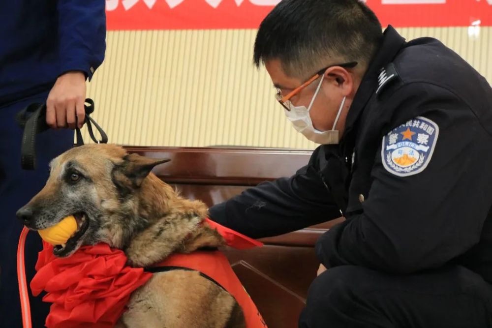 4頭消防搜救犬光榮退役結緣新家