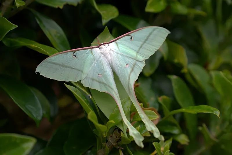 生物多样性大翅膀长尾巴月行天蚕蛾亮相西盟