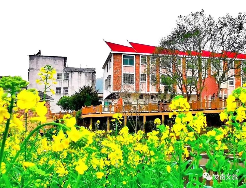 06 九连山镇古坑村油菜花观赏点6part龙南镇红杨小学背后鸭麻湖具体