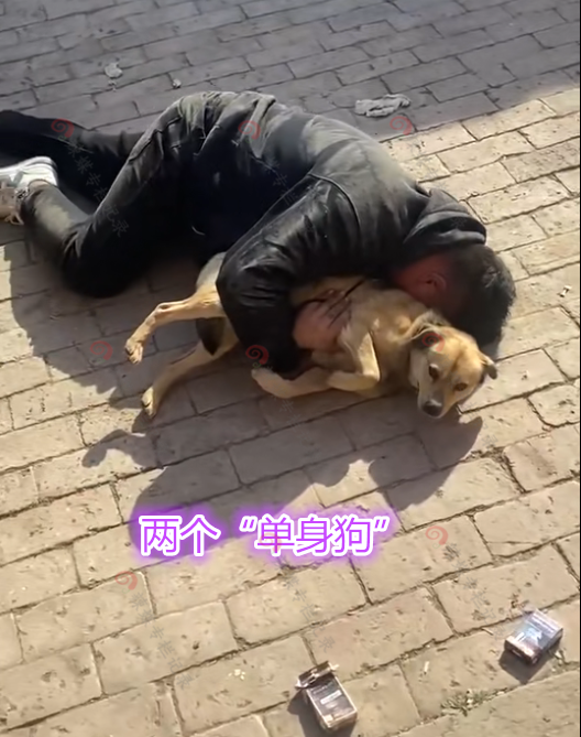 单身汉抱着狗醉倒街头狗子表情不知所措网友就问你敢不敢动