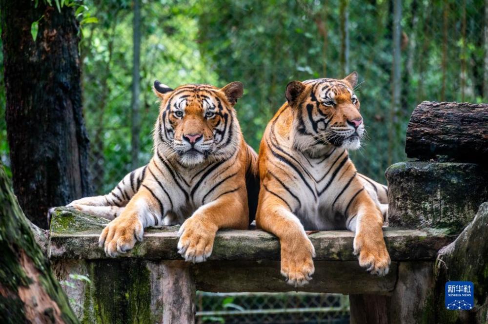世界野生动植物日：关注极度濒危的马来亚虎山口组司忍