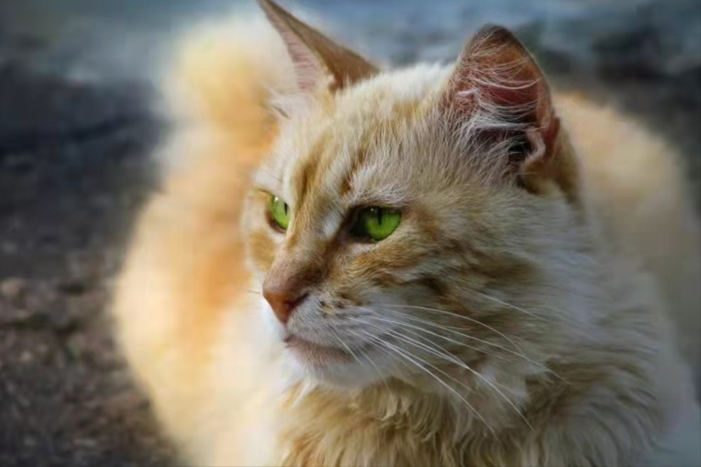 乌拉尔雷克斯猫有着一身的卷毛,生活在乌拉尔地区,有关他们的历史可以