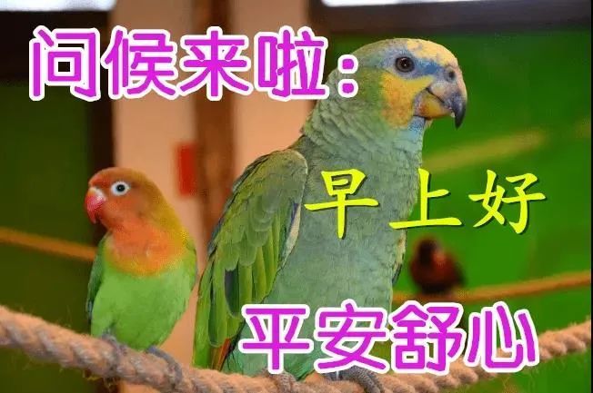 鳥語花香早上好動態表情圖片祝福語免打字早安心語問候鮮花美圖