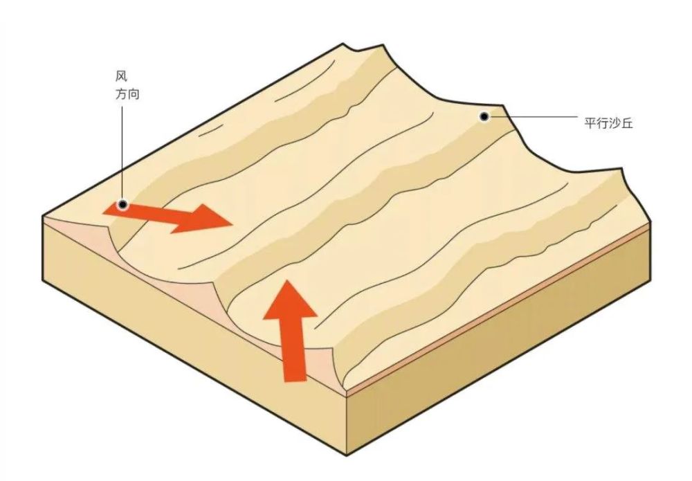 呈垄岗伏的沙丘.新月形沙丘(barchan dune)是流动沙丘中最基本的形态.