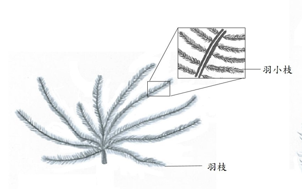 羽绒服有鸭绒,鹅绒,为什么没有鸡绒?|趣问万物