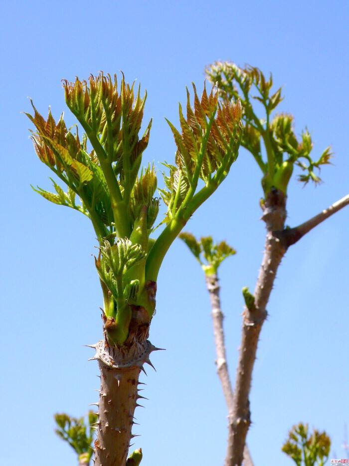 春天常见的15种野菜