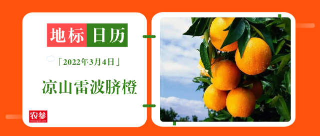 地标日历凉山雷波脐橙