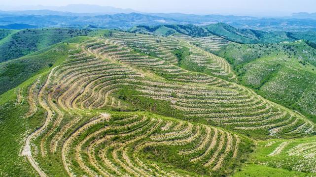 辽宁朝阳科学造林绿化荒山