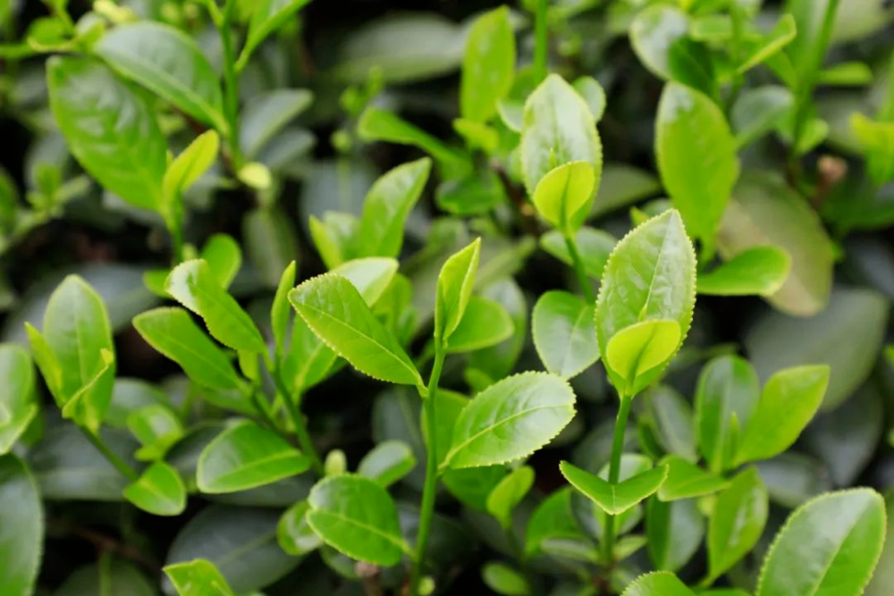 甘爽醇香铁罗汉