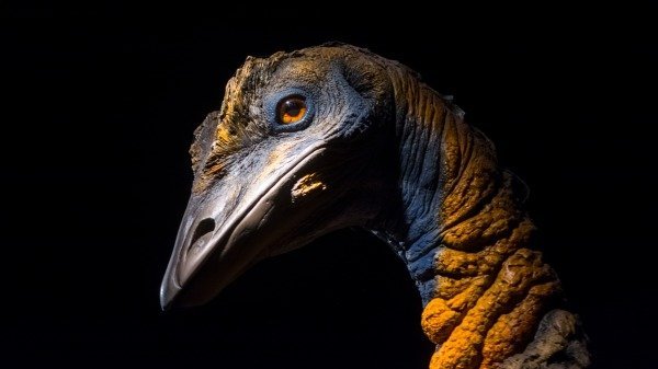 马达加斯加发现巨大鸟蛋,体积是鸡蛋的百倍以上|象鸟|恐鸟|马达加斯加