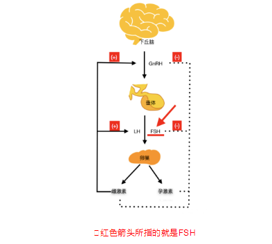 fsh达到多少是卵巢早衰卵巢功能不好吃dhea能调理好吗