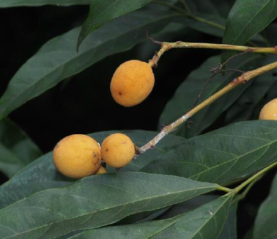 让人害怕的名字――割舌树