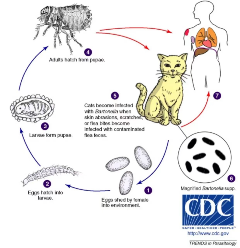 撸猫一时爽猫抓病了解一下
