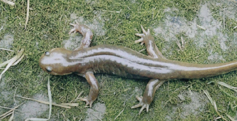 农民在耙地或掘土时偶尔与它碰面,好在挂榜山小鲵行动敏捷,往往能够"