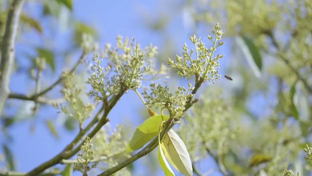 据了解,今年的牛油果花,在2月底开始绽放,花期为3个月,预计5月初结束.