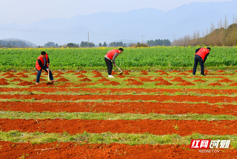 图常宁红马甲志愿者走进田间地头助春耕