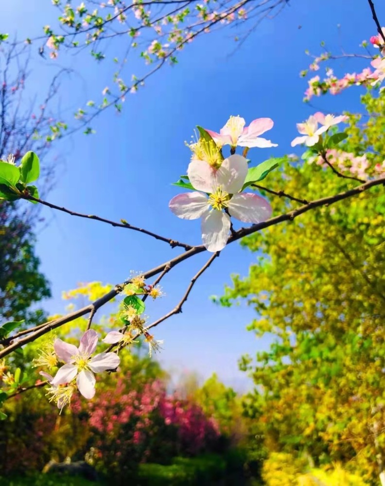 为你写诗 梨花树下 有你相伴 腾讯新闻