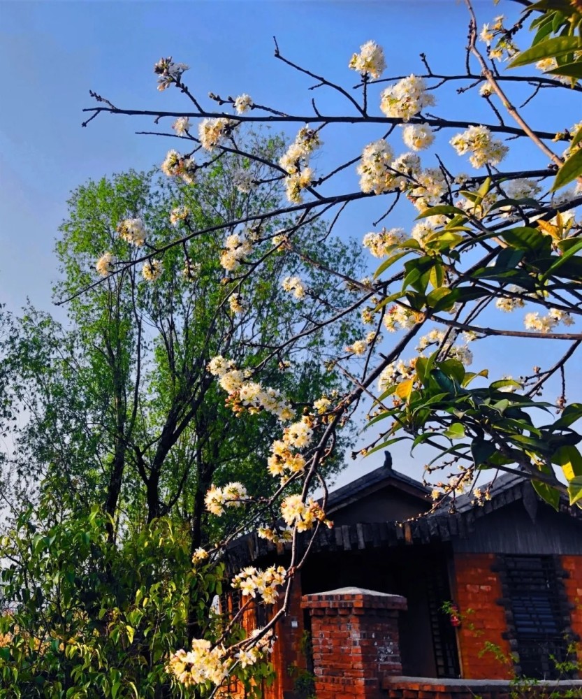 为你写诗 梨花树下 有你相伴 腾讯新闻