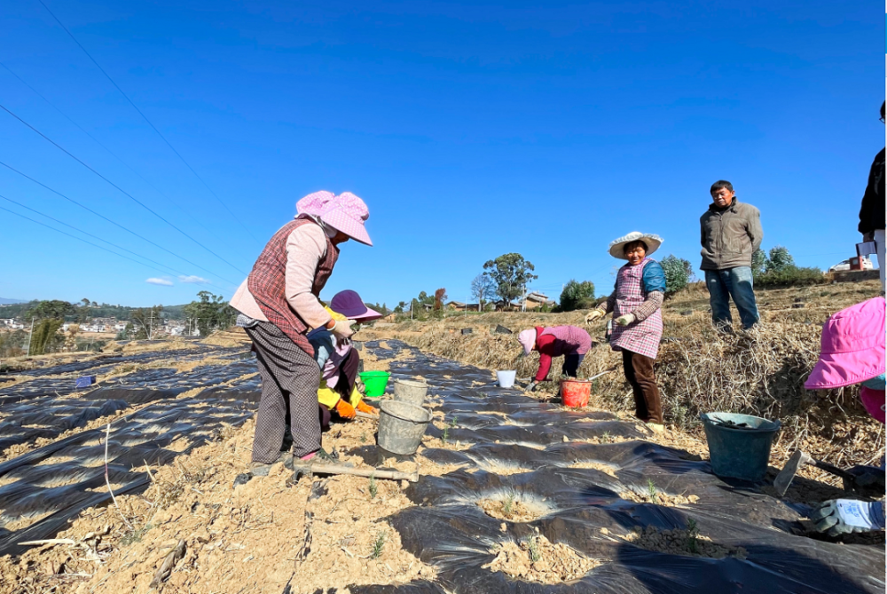 乡村故事丨牟定江坡镇一年四季无闲农_腾讯新闻