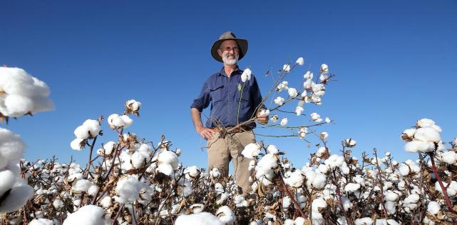 美棉入侵中国市场,血腥的棉花战争,沾着无数人的血泪|棉花|美国|种子