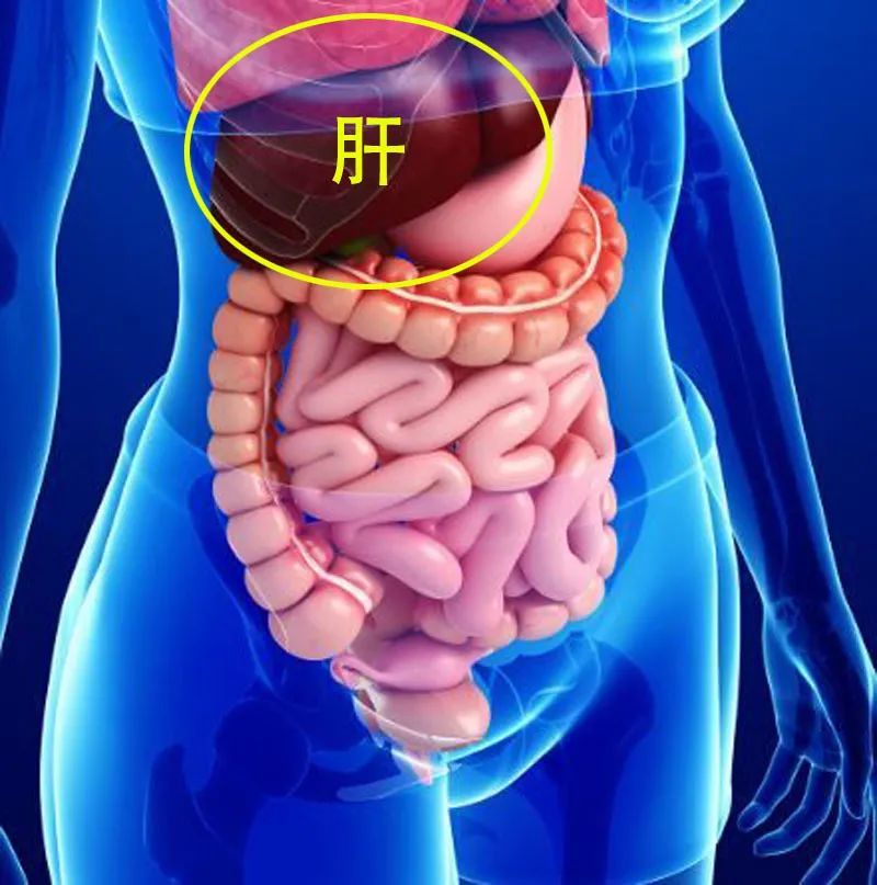 肝脏位置在腹部右边,横膈之下,右胁下而稍偏左.