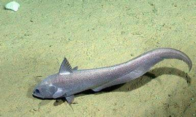 包括长尾鳕或鼠尾鳕在内的长尾鳕科是一种栖息在深海,分布广泛的大型