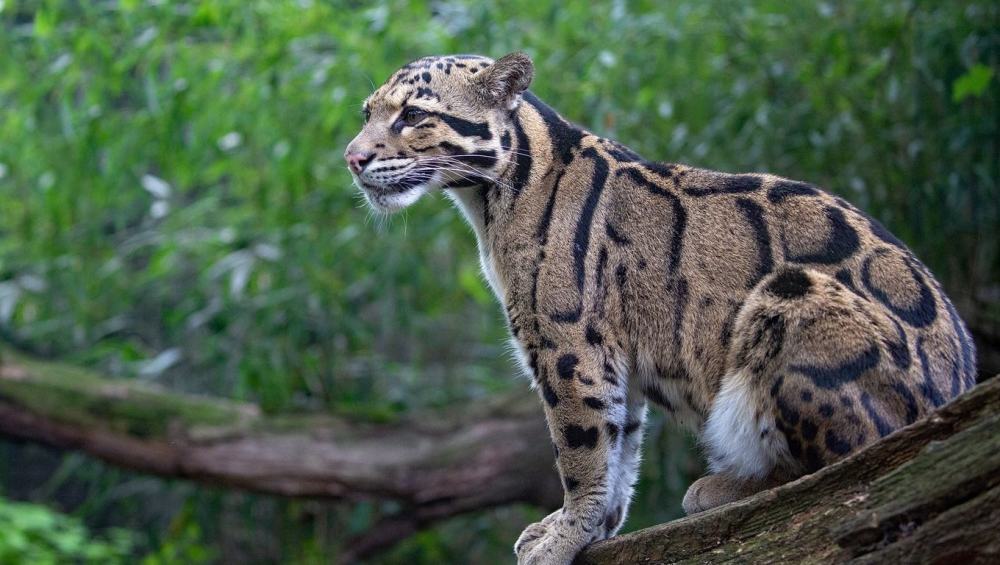 罕见的猫科动物云豹体重最小的豹子