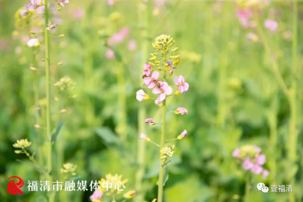 福清市市花图片