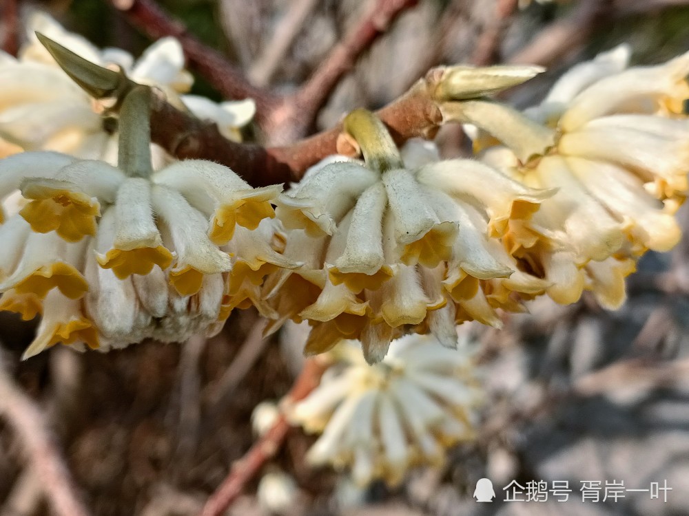 淡淡馨香的結香花