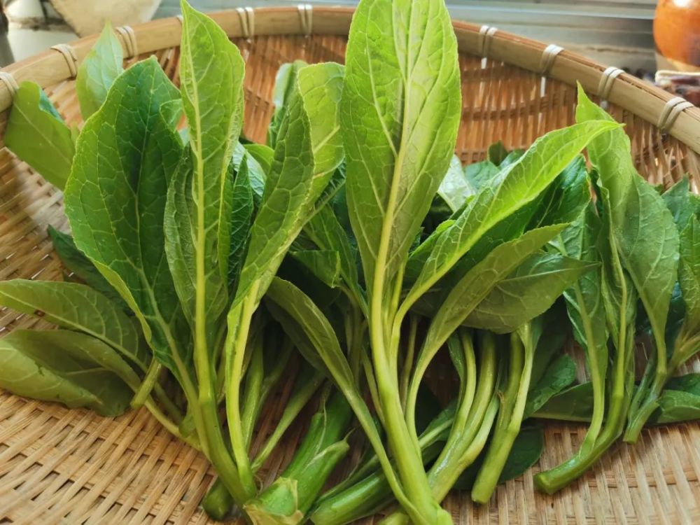 美食春天的味道景东大麻菜来报到