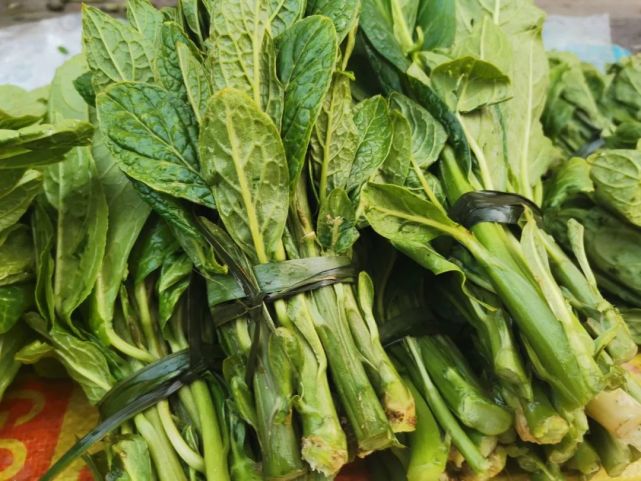 美食春天的味道景东大麻菜来报到