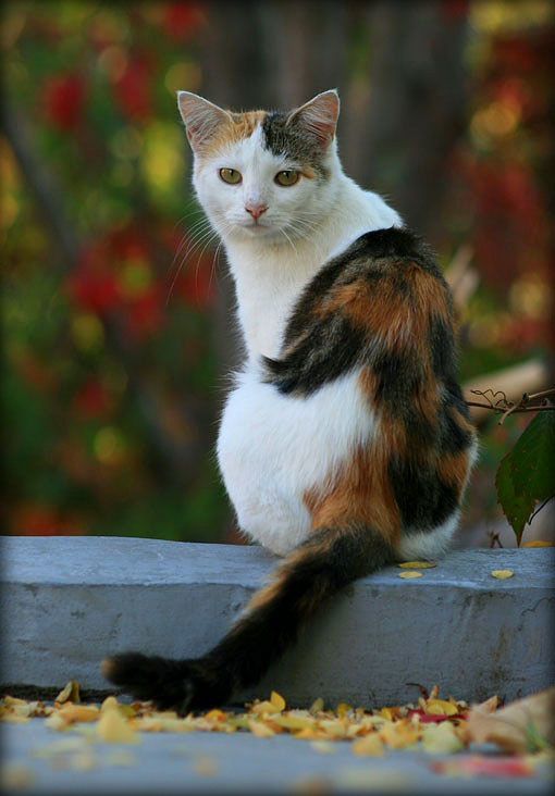 中华田园猫三花猫_腾讯新闻
