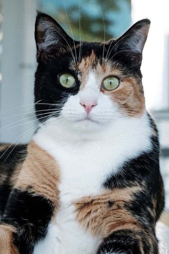中华田园猫三花猫_腾讯新闻