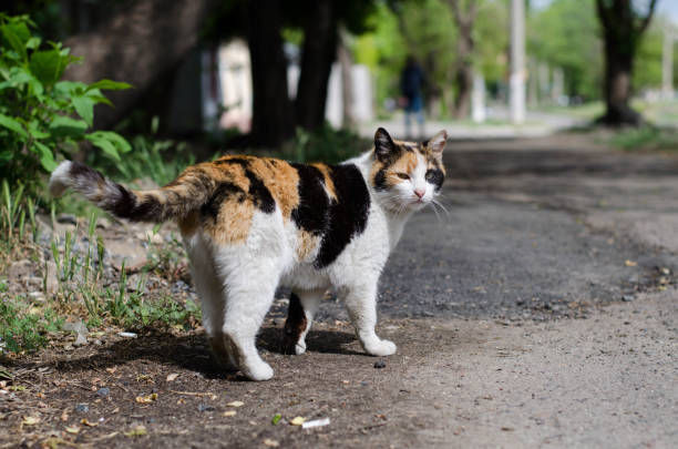 中华田园猫三花猫