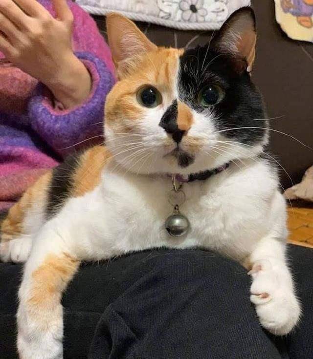 中华田园猫三花猫