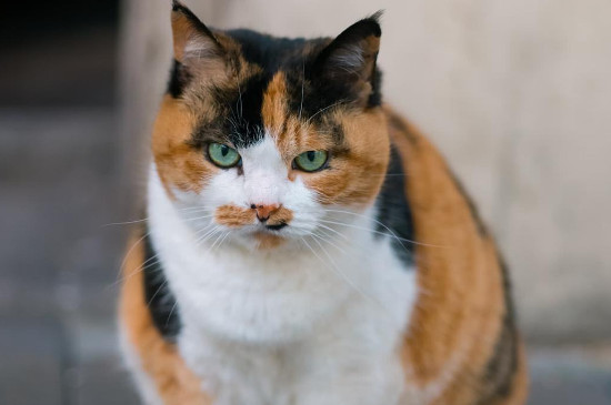 中华田园猫三花猫