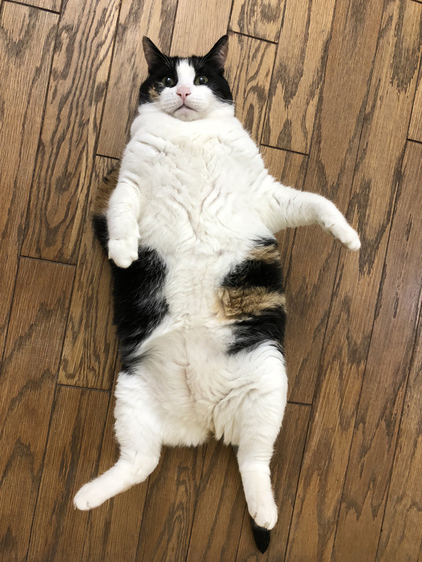 中华田园猫三花猫