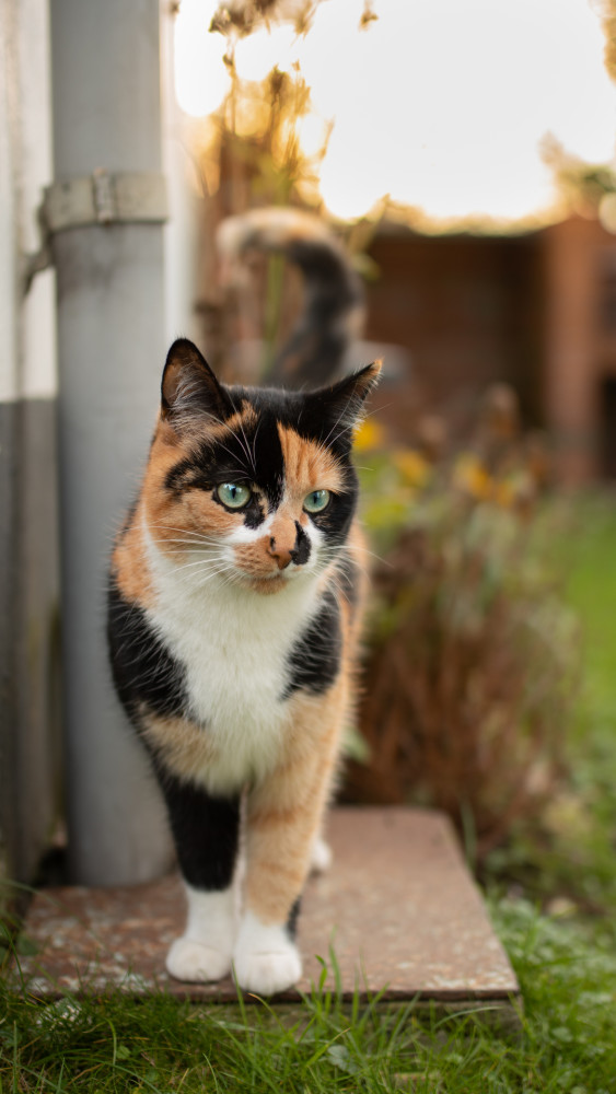中华田园猫三花猫