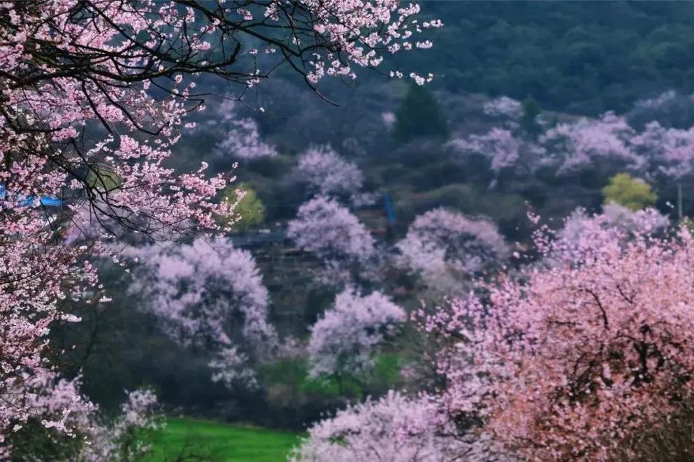 9天林芝桃花漫步雅江畔寻梦桃花源拉萨往返