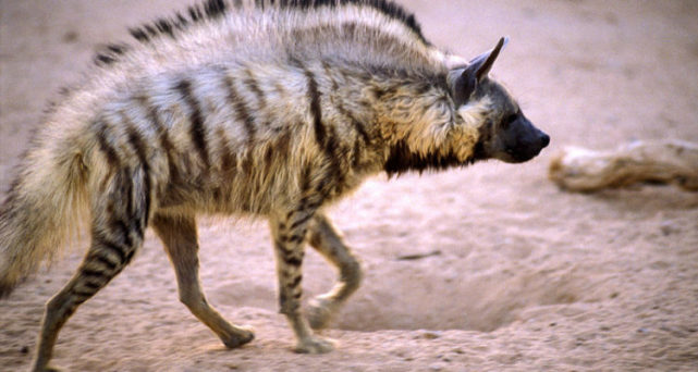 动物世界缟鬣狗