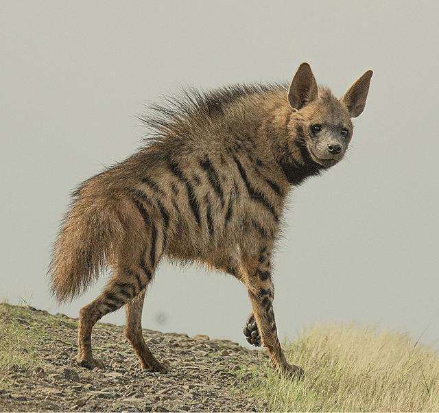 鬣狗的种类图片图片