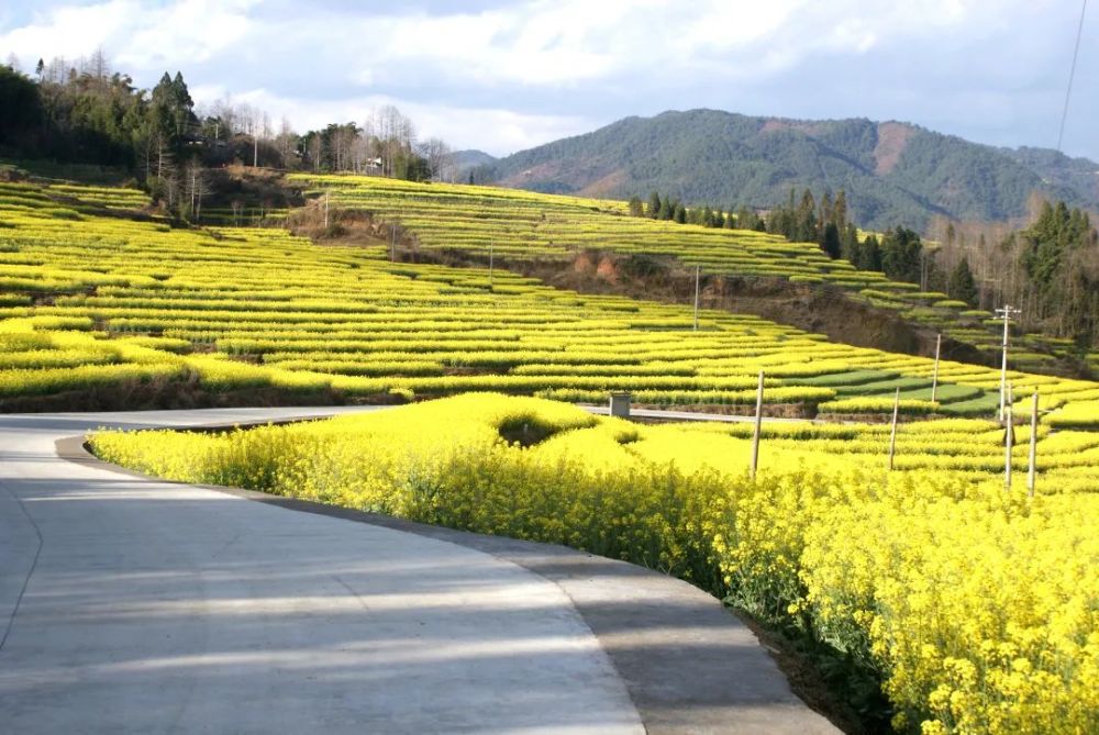腾冲界头花海等风也等你