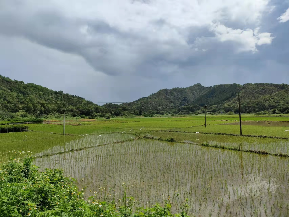 海丰县大湖镇扎实推进春耕备耕工作,严格落实粮食安全"党政同责",严守