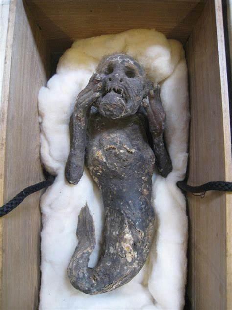 据推测,这只12英寸长的神秘生物于1736年至1741年间被困在日本四国岛