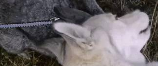 641
