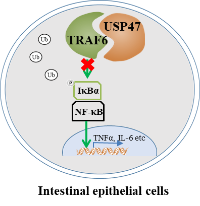 吳英理團隊揭示去泛素化酶usp47調控腸道上皮細胞炎症發生的作用
