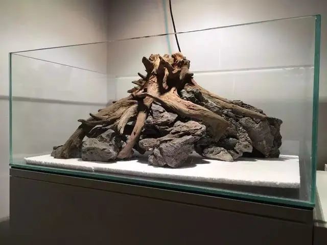 90水草造景缸树桩造景教程