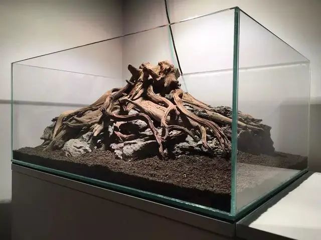 90水草造景缸树桩造景教程