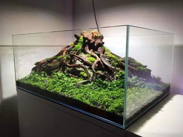 90水草造景缸树桩造景教程