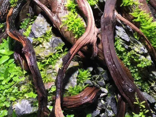 90水草造景缸树桩造景教程